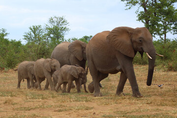 Fototapeta premium Afrikanischer Elefant / African elephant / Loxodonta africana