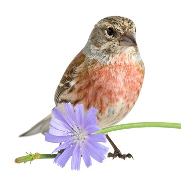 Common Linnet Male Bird Studio Photograph Red Breast Standing Behind Purple Chicory Flower Isolated On White