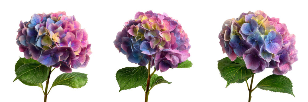 Set of  Esperance blossoms arranged as a single floral head on transparent png background. Ai generated