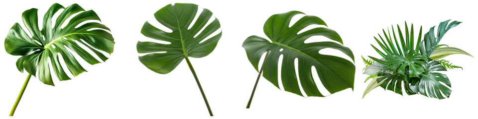 A captivating set of various tropical green leaves, including large Monstera leaves and diverse foliage. © Ali