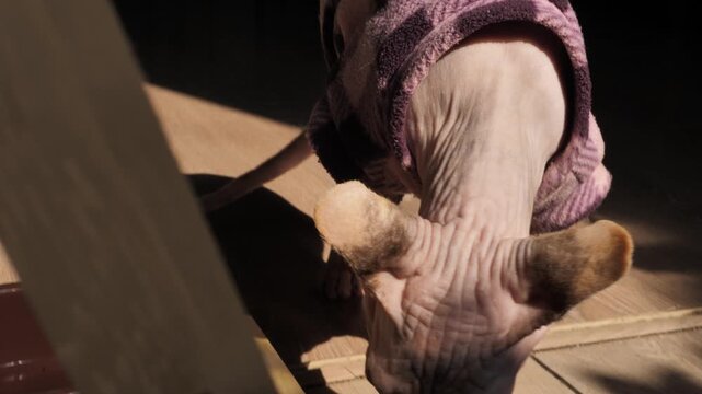 Sphynx cat with light spotted skin in warm clothing walks on floor in room and sniffs exploring. Hairless pet gets cold and looks for sunny places. Features of sphynx.