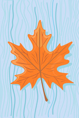 Obraz premium A single orange maple leaf rests against a textured light blue backdrop