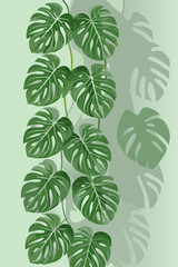 Stylized monstera deliciosa leaves cascade down a muted green background © Shuvra Majumder