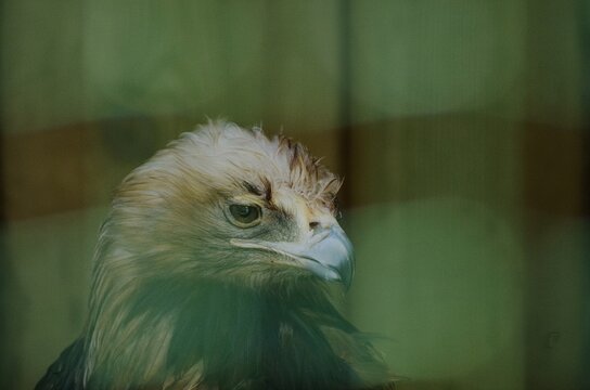 Eastern imperial eagle Aquila heliaca portait