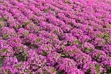 Fototapeta premium ピンクの可愛らしい花芝桜