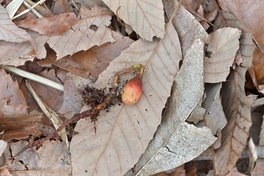 地中から掘り出したら、根を伸ばして発芽寸前になっていたドングリ