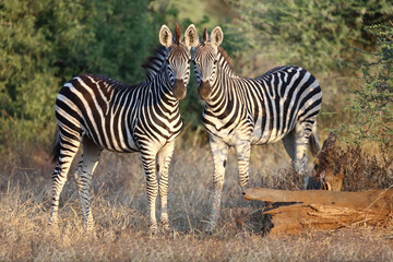 Obraz premium Steppenzebra / Burchell's zebra / Equus quagga burchellii