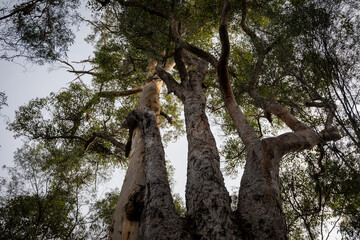 Fototapeta premium Majestic Tall Trees Under Bright Sky