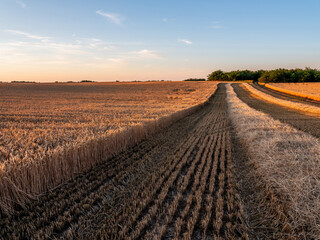 Harvested wheat field under golden hour sunset sky © oticki