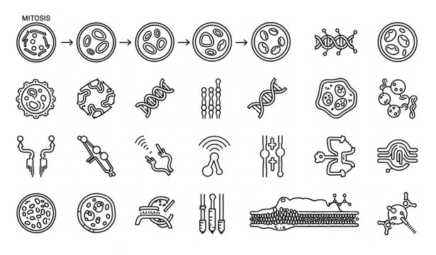 Cellular process and biology outline icons with mitosis DNA replication and membrane transport vector set