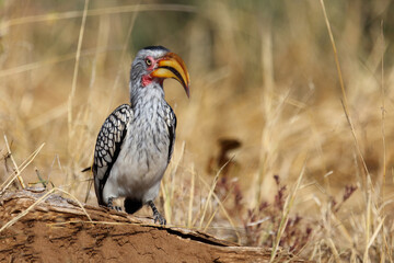 Rotringtoko oder Südlicher Gelbschnabeltoko / Southern yellow-billed hornbill / Tockus leucomelas © Ludwig