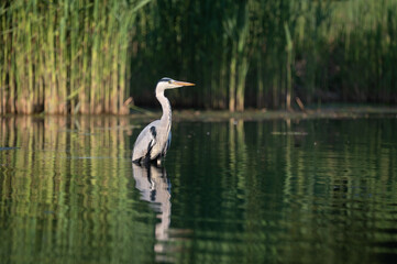 Obraz premium Grey heron standing in calm water with reflection and reeds background at golden hour