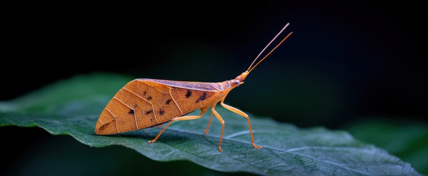 Stunning isolated leaf insect from family Phylliidae resting on a vibrant natural background