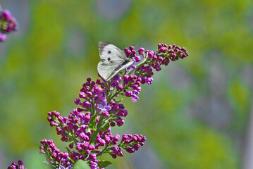 White butterfly on purple lilac flowers in spring garden  © Grigor