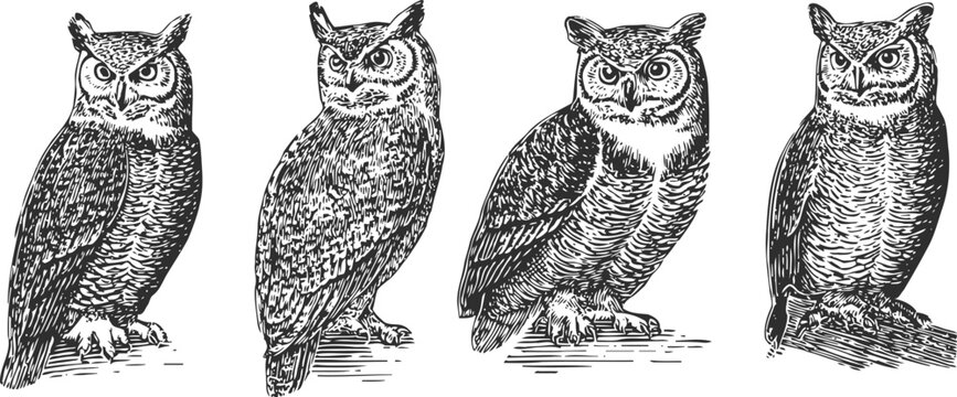 set of four detailed vintage owl illustrations in black and white sketch