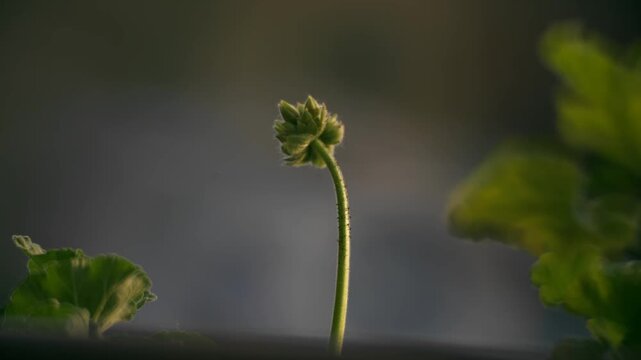 bocciolo di geranio con sfondo sfuocato