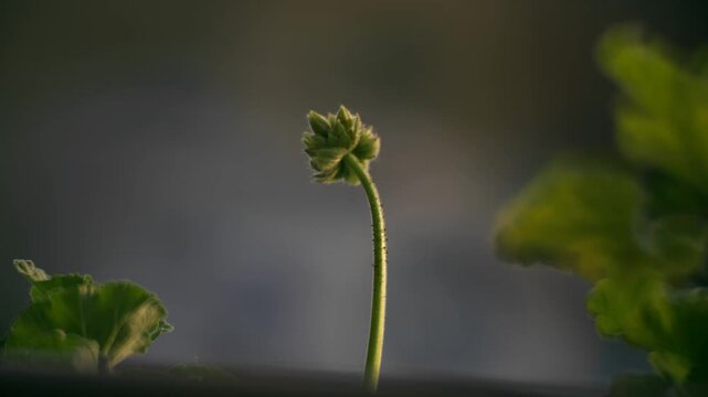 bocciolo di geranio con sfondo sfuocato