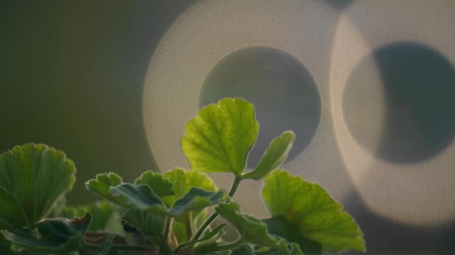 dettagli di natura in macro. con sfondo su
sfuocato