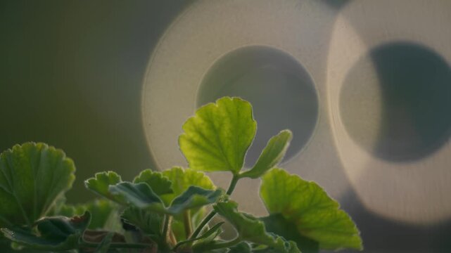 dettagli di natura in macro. con sfondo su
sfuocato