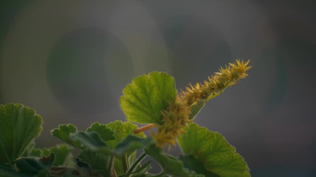 dettagli di natura in macro. con sfondo su
sfuocato