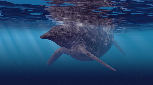 Realistic 3D computer animation of a lone Shastasaurus, the largest known marine reptile from the Triassic period, majestically swimming left through its ancient environment.