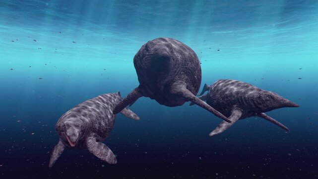 A realistic 3D computer animation of three Shastasaurus, the largest known marine reptiles from the Triassic period, gliding through their ancient environment.