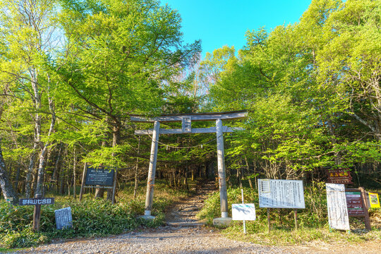 長野県蓼科山 七合目登山口 鳥居と新緑の山道