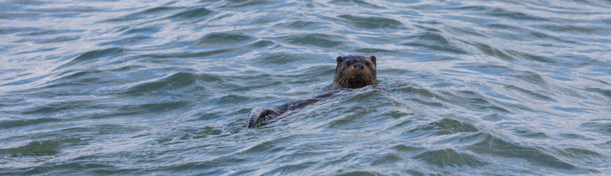 Jagender Fischotter im Wasser.