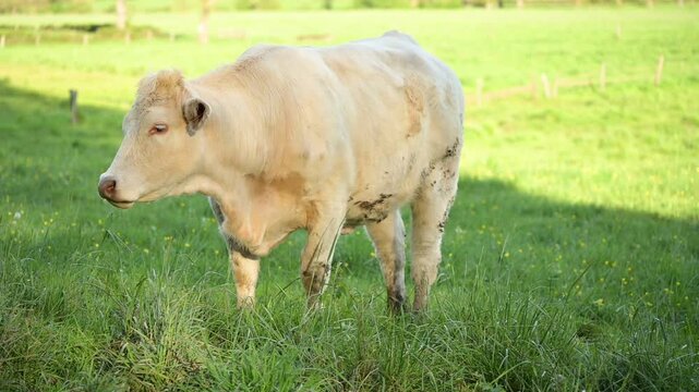 Une vache charolaise broute les herbes hautes dans un pr&eacute; fleuri au printemps