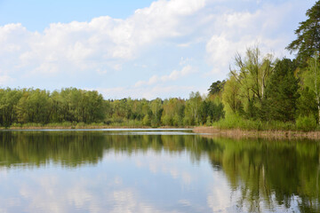 Fototapeta premium a lake with reflection of the green forest and blue sky with white clouds copy space