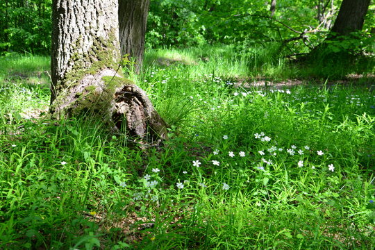 a forest floor with green grass and chickweed in sunny day