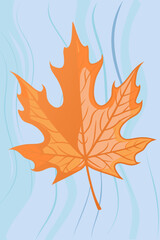 Obraz premium A vibrant orange maple leaf against a soft wavy light blue background