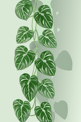 A vibrant illustration of a trailing philodendron plant with heart shaped leaves © Ankan