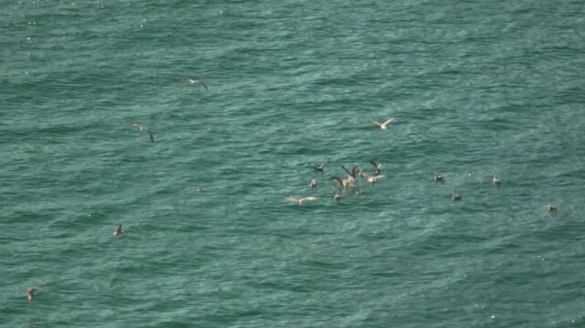 Seabirds ocean feeding, large flock actively catching fish on green-blue water surface, natural marine wildlife behavior