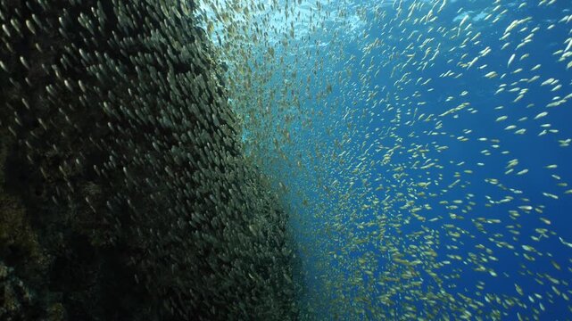 juvenile dusky spinefoot fish school moving together in shallow water