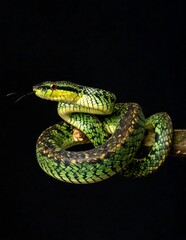 Fototapeta premium Green Pit Viper Snake Macro Photograph Vibrant Green And Black Coiled On Branch With Flicking Tongue On Black Background