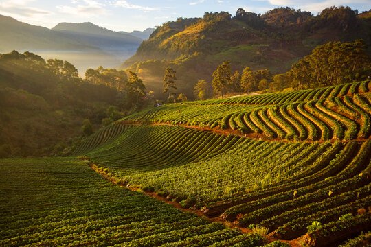 Rolling hills covered in lush green strawberry fields at sunrise with misty mountains