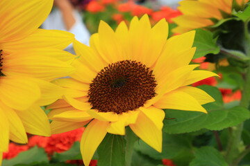 Obraz premium Beauty of a Flowers 
