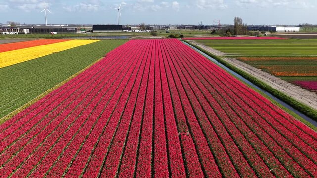 Drone flying backwards over dutch tulip fields