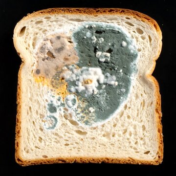 A slice of bread with mold growth on a black background