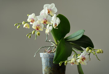 orchid pot, Phalaenopsis Aphrodite, flowers with buds, close-up, © pavlobaliukh