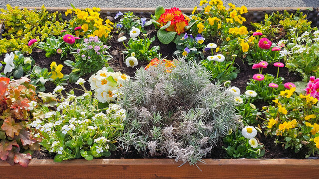 Vibrant spring flowers creating a colorful display in a raised garden bed