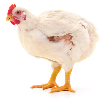 White broiler chicken isolated on white background