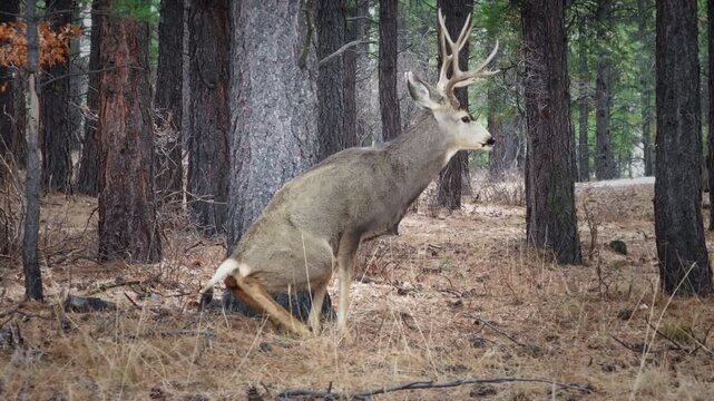 A cinematic 70mm-style, close-up drone shot, of a buck mule deer peacefully defecating in a pine forest in Colorado's Rocky Mountains.