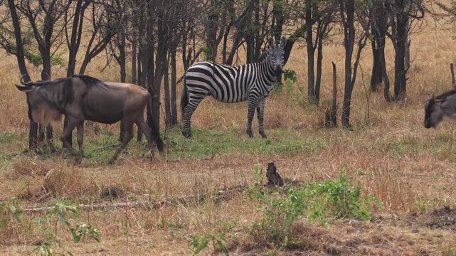 Handheld shot of a lone zebra standing by the tree line on the Serengeti plains, gazing directly at the camera after separating from its herd, as wildebeest roam in-bet, in Tanzania, Africa.