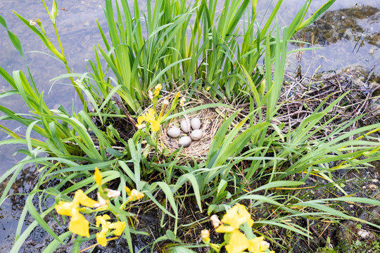 coot's nest coot with eggs on the shore of a pond in the middle of yellow irises