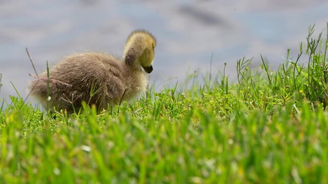 Little gosling foraging in the grass by a lake