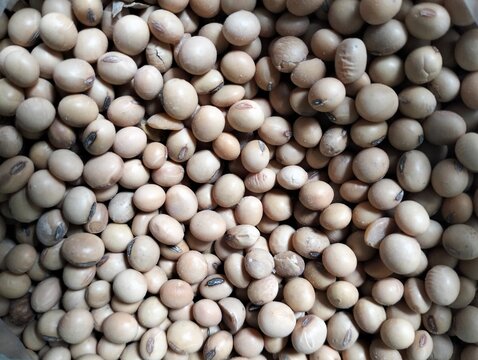 Close up view of raw soybeans texture filling the frame on natural surface, organic ingredient for tempe production and traditional food preparation. 