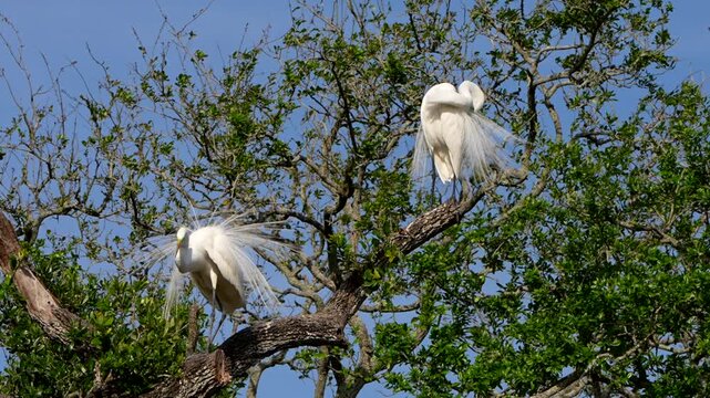 Great egrets preening and displaying their feathers during breeding season