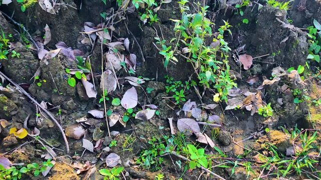Bright yellow butterfly hovering among jungle plants and leaves - Insects.